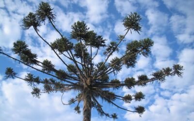 No dia da biodiversidade uma homenagem ao pinheiro brasileiro