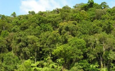 Os presidenciáveis e o Código Florestal