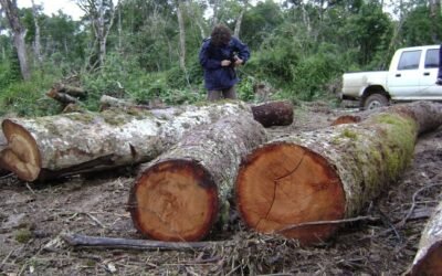 Apagão Ambiental: seria cômico, não fosse trágico