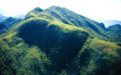 ONGs lançam campanha SOS Florestas