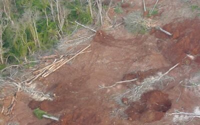 Código Florestal em perigo iminente