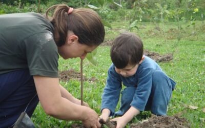 O som do silêncio e o Código Florestal