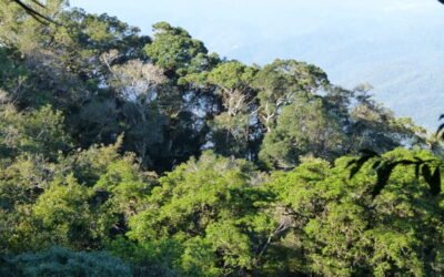 É Natal… tempo de plantar florestas!