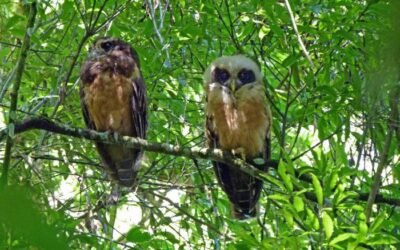 Visite o Parque Natural Municipal da Mata Atlântica