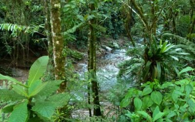 Código Florestal: bom senso manda adiar a votação