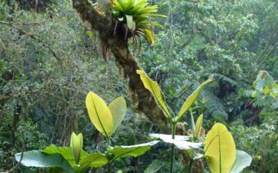 ONGs catarinenses pedem veto ao Código Florestal