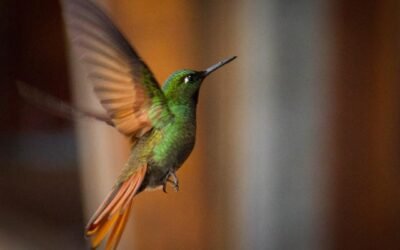 Por uma Nova Política