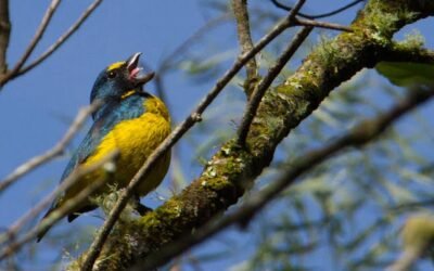 Ambientalistas publicam nota de agradecimento