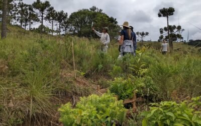 Restaurar Ecossistemas é uma forma de Implementar o Código Florestal